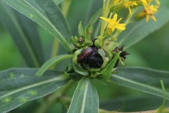 Microrhopala vittata