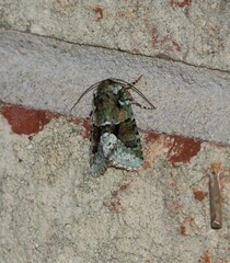 Lacinipolia explicata