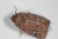 Pseudorthodes vecors