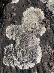 Lecanoromycetes