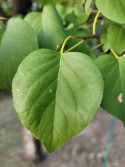 Prunus armeniaca