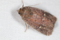 Pseudorthodes vecors