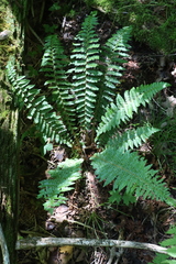 Polystichum braunii image