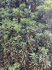 Taxus