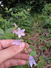 Campanula rapunculoides