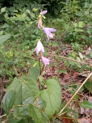 Campanula rapunculoides