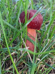 Baorangia bicolor
