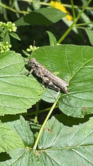 Melanoplinae