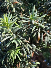 Taxus