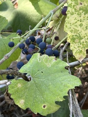 Vitis californica