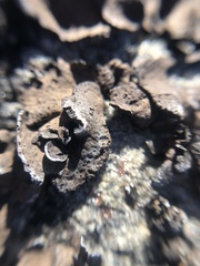 Umbilicaria