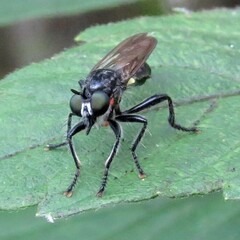 Laphria canis
