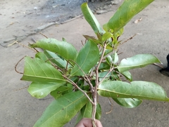 Terminalia oblonga