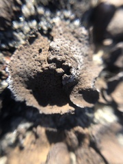 Umbilicaria