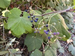 Vitis californica