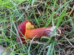 Baorangia bicolor