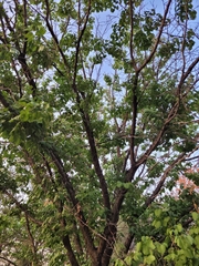 Prunus armeniaca