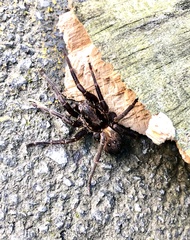 Uliodon