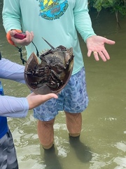 Limulus polyphemus
