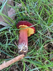Baorangia bicolor