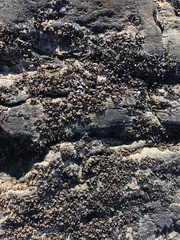 Umbilicaria