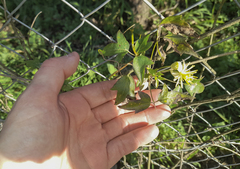 Clematis montevidensis
