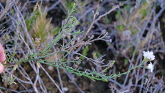 Samolus repens