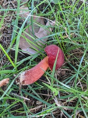 Baorangia bicolor
