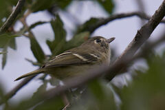 Vireo huttoni