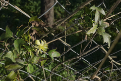 Clematis montevidensis