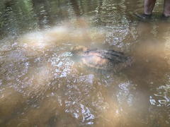 Macrochelys temminckii