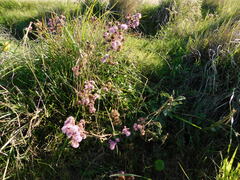 Campuloclinium macrocephalum