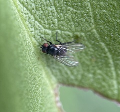 Acalyptratae