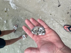 Crassostrea virginica