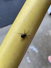 Steatoda bipunctata