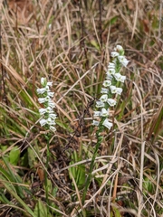 Spiranthes lacera lacera