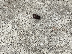 Steatoda bipunctata