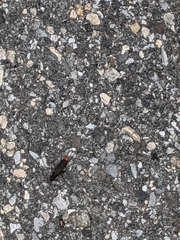 Platydracus mysticus