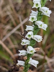 Spiranthes lacera lacera