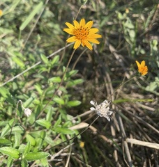 Wedelia hispida