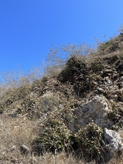 Eriogonum grande