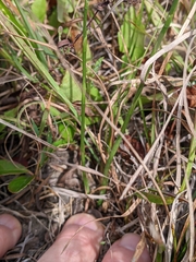 Spiranthes lacera lacera