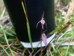 Cyrtostylis reniformis