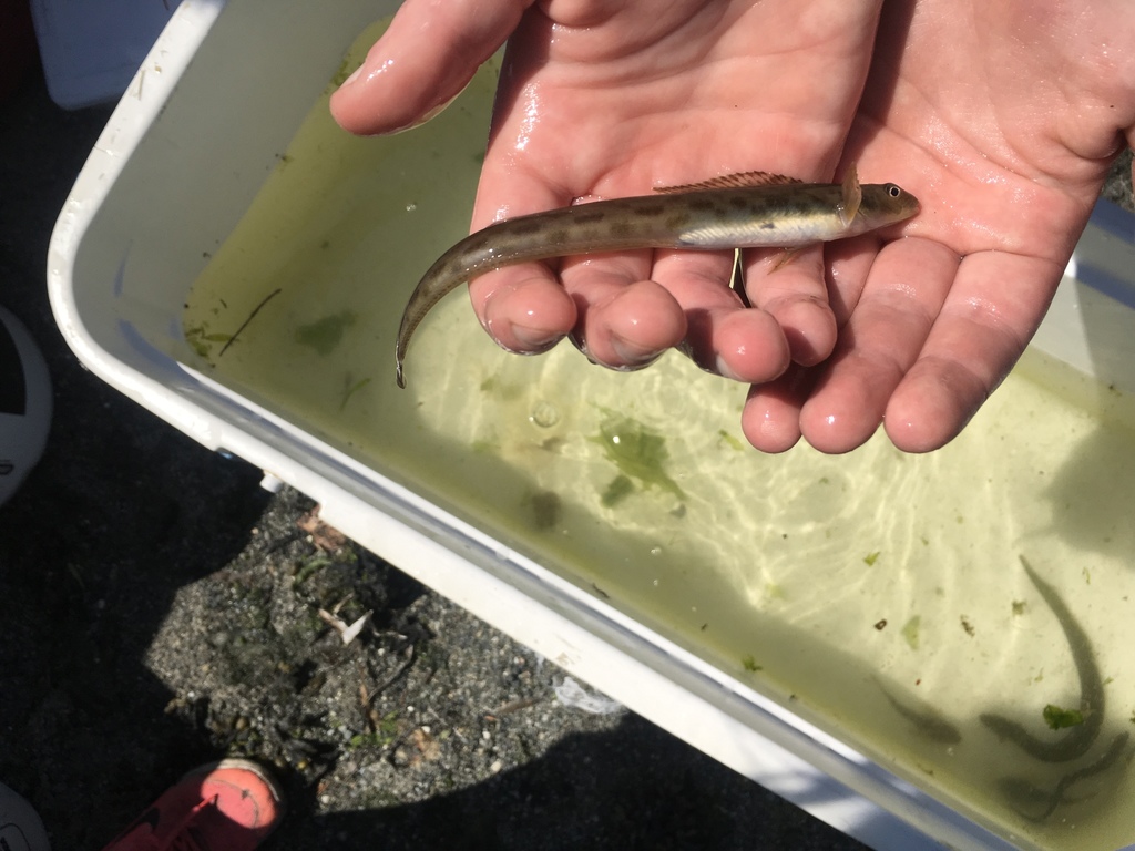 snake prickleback