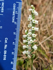 Spiranthes lacera lacera