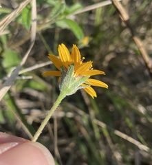 Wedelia hispida