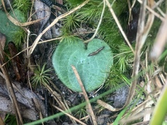Cyrtostylis reniformis