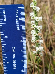 Spiranthes lacera lacera