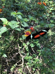 Heliconius clysonymus