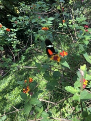 Heliconius clysonymus